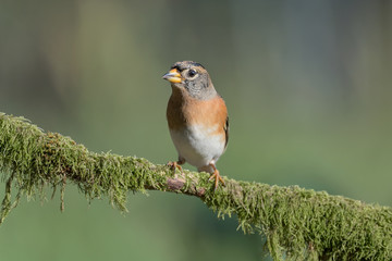 The pretty brambling (Fringilla montifringilla)