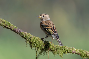 The wonderful brambling (Fringilla montifringilla)