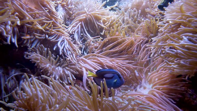 Small fish frolic in the Actinaria