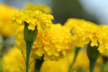 Marigold in the garden