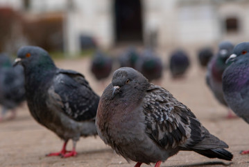 A large flock of pigeons on the square paved with red tiles.