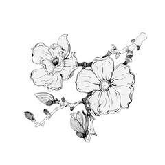 Magnolia branch with flowers and buds black ink illustration. Hand drawn graphic spring beautiful blooming blossoms. Magnolia flowers vintage style image. Isolated on the white background.