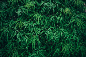 Nature background. green leaves. abstract green leaf