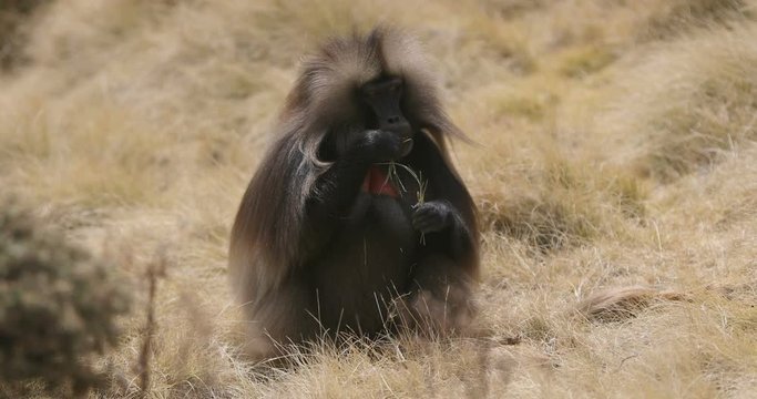 big male of endemic animal Gelada monkey with sitting in grass. Theropithecus gelada, in Ethiopian natural habitat Simien Mountains, Africa Ethiopia wildlife