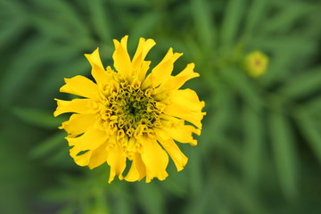 Marigold in the garden