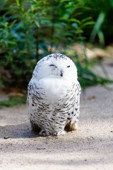 portrait of a beautiful snow owl. Bubo scandiacus.