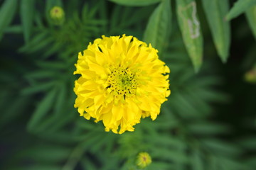 Marigold in the garden