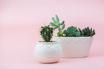 Little beautiful cacti on a pink background