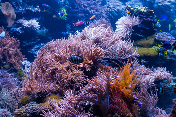 underwater coral reef landscape with colorful fish and marine life