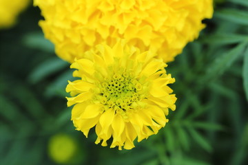 Marigold in the garden