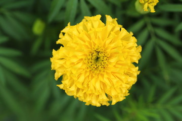 Marigold in the garden