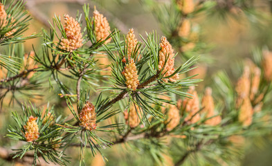 Fototapeta premium spring pine tree blossoming branches
