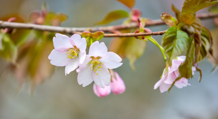 light pink plum tree flowers on branch