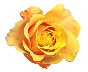 fine isolated gold color rose