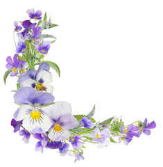 pansy light lilac flowers corner isolated on white