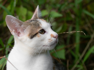 Close up Cute Kitten Isolated on Blurry Background