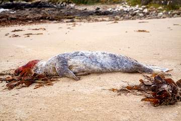 Dead seal pup lying on the shore in Portnoo - County Donegal, Ireland
