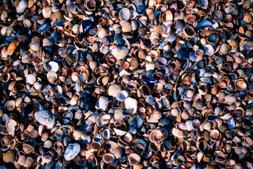 Seashells as background, sea shells collection