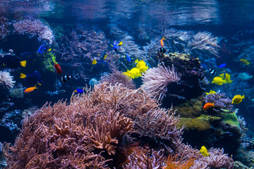 Fototapeta na wymiar beautiful underwater world with tropical fish