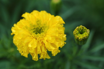 Marigold in the garden