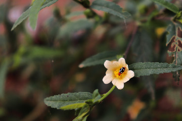 ladybird n a yellow flower captured in Horsley hills