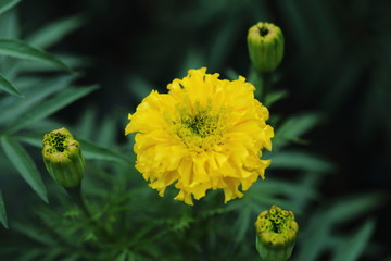 Marigold in the garden