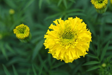 Marigold in the garden