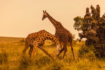 Masai giraffes (Giraffa camelopardalis tippelskirchi), two males fighting, Masai Mara National Reserve, Kenya, Africa