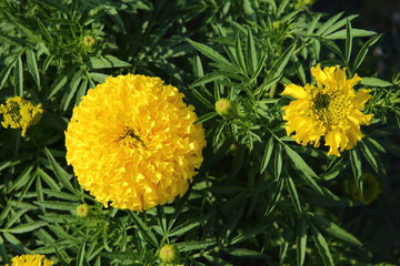 Marigold in the garden