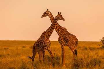 Masai giraffes (Giraffa camelopardalis tippelskirchi), two males fighting, Masai Mara National Reserve, Kenya, Africa - obrazy, fototapety, plakaty