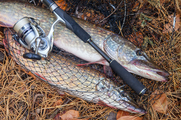 Freshwater pike fish. Big freshwater pike fish lies on keep net with fishery catch in it and...