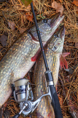 Freshwater pike fish. Two freshwater pike fish and fishing rod with reel on yellow leaves at autumn...