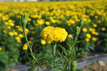 Marigold in the garden
