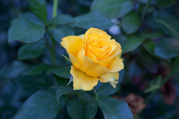 Beautiful rose bush growing in the garden.