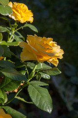 Fototapeta premium Beautiful rose bush growing in the garden.