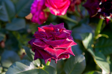 Beautiful rose bush growing in the garden.