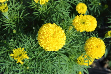 Marigold in the garden