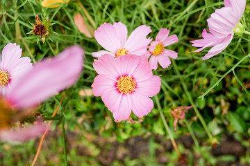 Beautiful pink cosmos flower in the garden