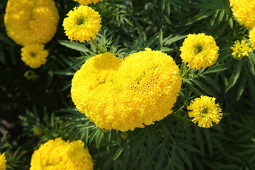 Marigold in the garden