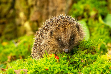 Hedgehog (Scientific name: Erinaceus Europaeus) wild, free roaming hedgehog, taken from wildlife woodland hide to monitor health and population of this favourite but declining mammal, space for copy © Moorland Roamer