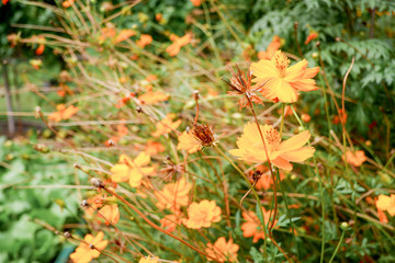 Beautiful orange cosmos flower in the garden