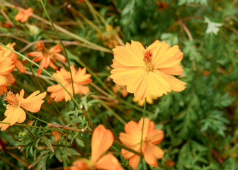 Beautiful orange cosmos flower in the garden