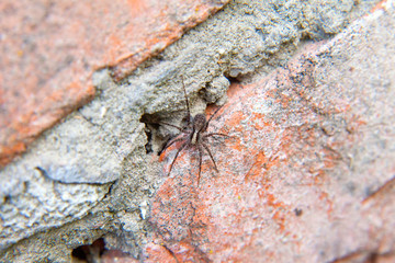 Close up view of small spider on brick background.