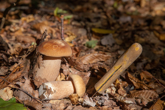Two boletus mushroom in the wild. Porcini mushroom (Boletus aereus) grows on the forest floor at autumn season..