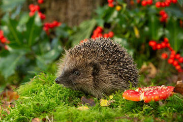 Hedgehog (Scientific name: Erinaceus Europaeus) wild, free roaming hedgehog, taken  from a wildlife...