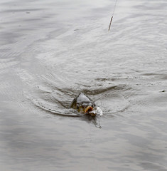 Carp hooked and being played to land.