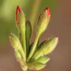 bud of a flower