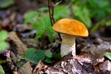 Single red boletus mushroom in the wild. Red boletus mushroom grows on the forest floor at autumn season..