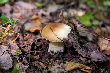 Boletus mushroom in the wild. Porcini mushroom grows on the forest floor at autumn season..