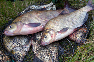 Successful fishing -  two freshwater bream fish and fishing rod with reel on keepnet with fishery catch in it..